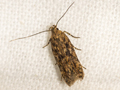 Scrobipalpa atriplicella